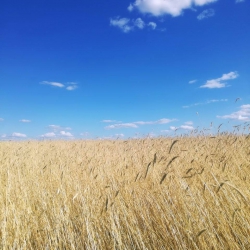 II miejsce Zboże Natalia Wierzbicka