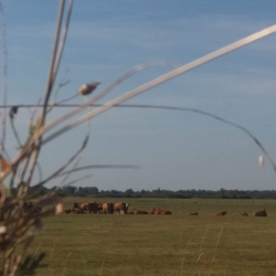 III miejsce Olga Kalinowska Odpoczynek stada